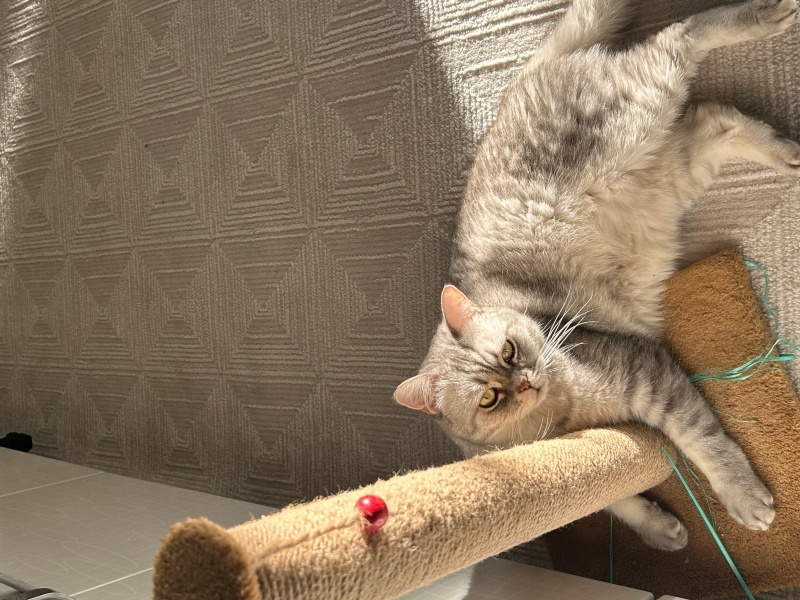 British Shorthair, Kedi  Çakıl fotoğrafı