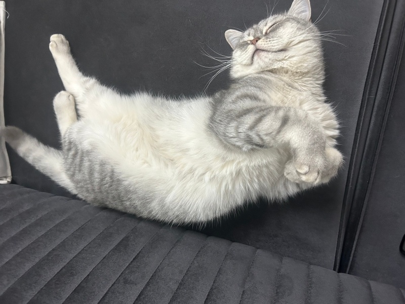 British Shorthair, Kedi  Çakıl fotoğrafı