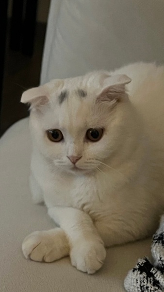 Scottish Fold, Kedi  Yumi fotoğrafı