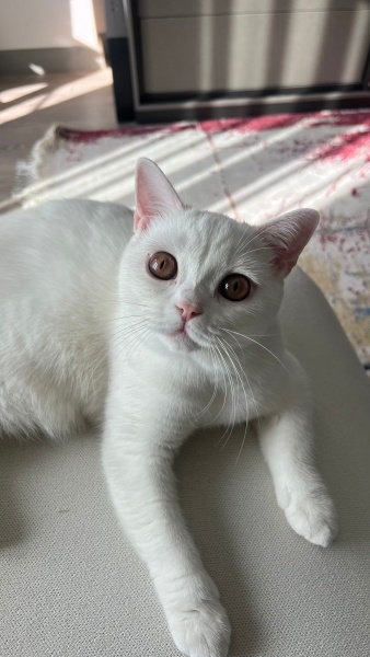 Scottish Fold, Kedi  Yuki fotoğrafı