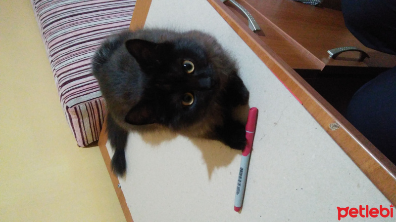 İran Kedisi (Persian), Kedi  Rengar fotoğrafı