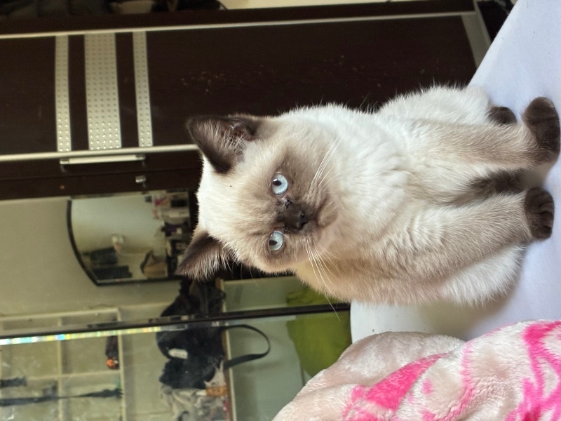 British Shorthair, Kedi  Steal fotoğrafı