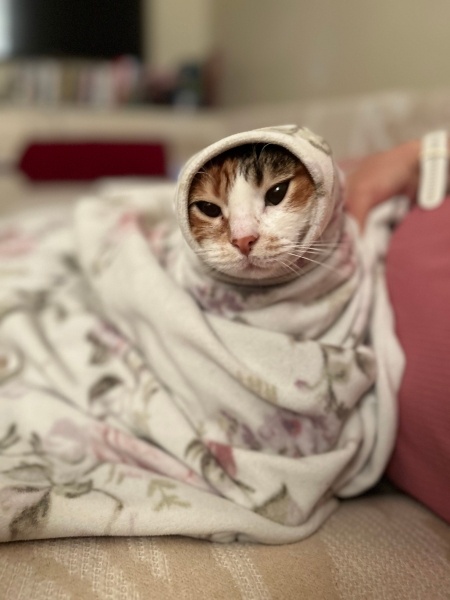 Tekir Kedi, Kedi  Destiny fotoğrafı