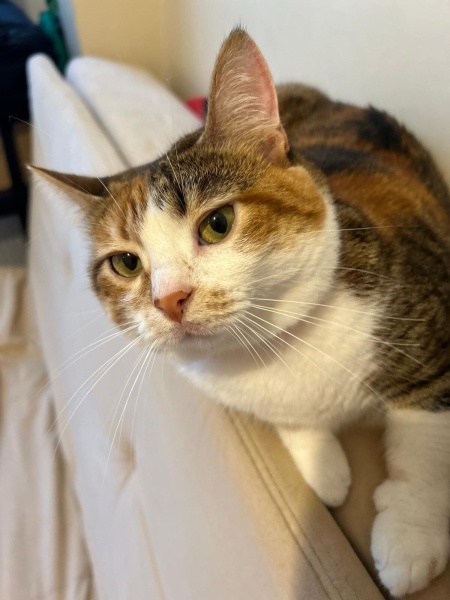 Tekir Kedi, Kedi  Destiny fotoğrafı