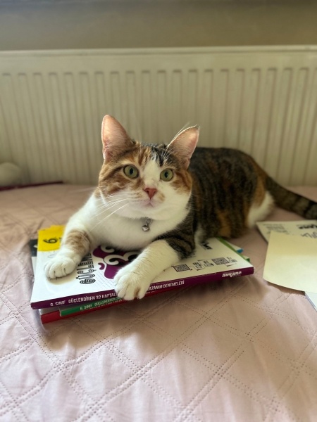 Tekir Kedi, Kedi  Destiny fotoğrafı