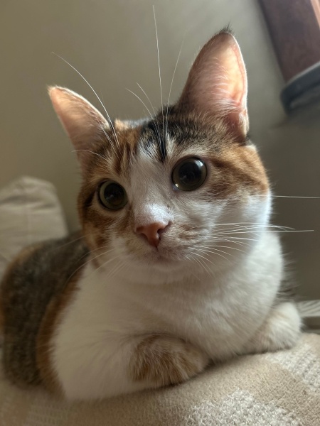 Tekir Kedi, Kedi  Destiny fotoğrafı