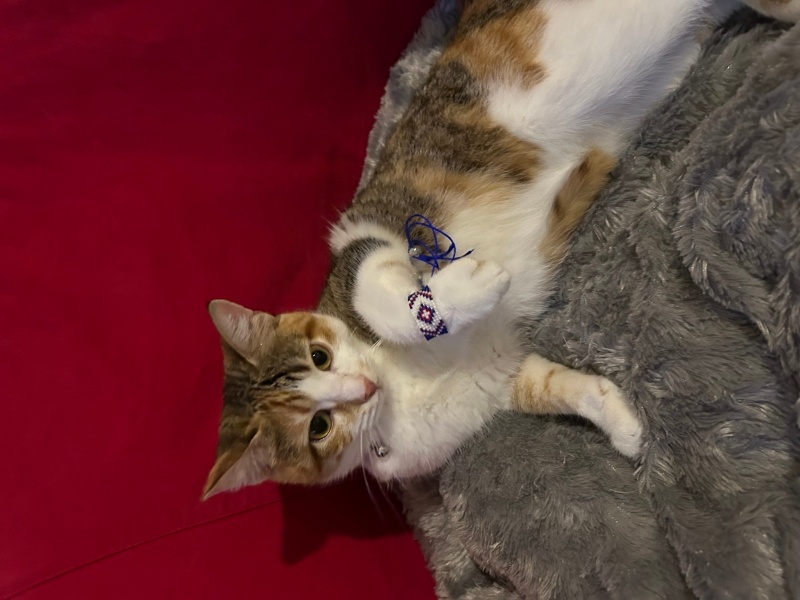 Tekir Kedi, Kedi  Destiny fotoğrafı