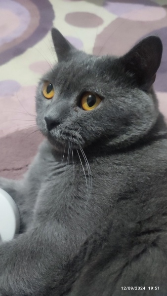 British Shorthair, Kedi  Paşa fotoğrafı