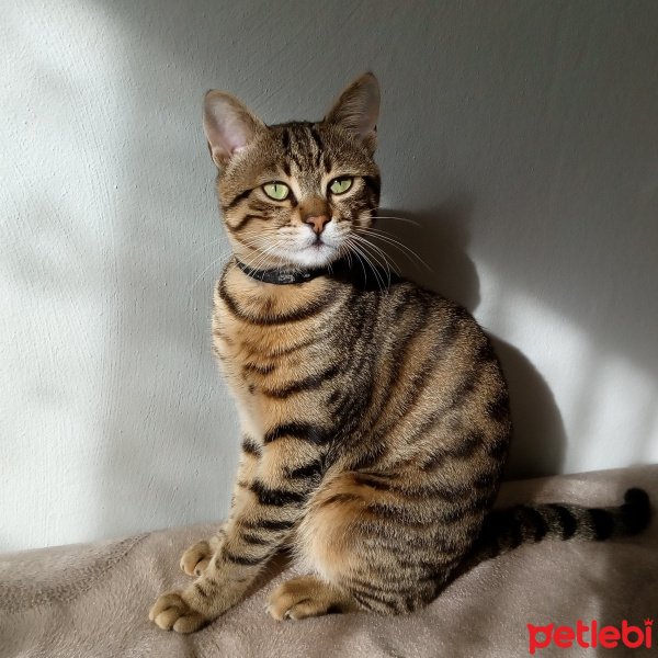 Tekir Kedi, Kedi  Oli tekila fotoğrafı