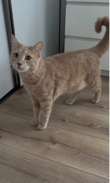 Sarman, Kedi  Bambam fotoğrafı