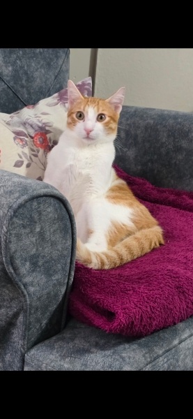 Tekir Kedi, Kedi  Leo fotoğrafı