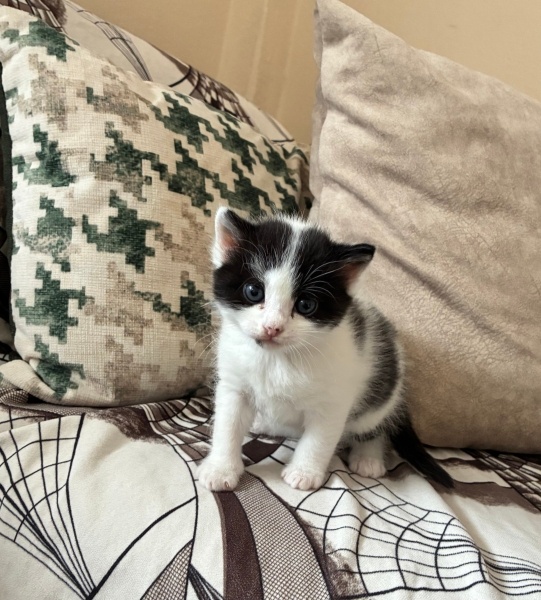 Tekir Kedi, Kedi  Ekmek fotoğrafı