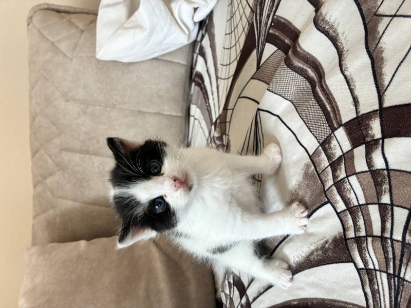 Tekir Kedi, Kedi  Ekmek fotoğrafı