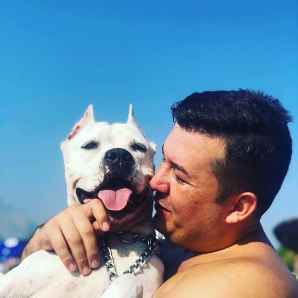 Amerikan Pitbull Terrier, Köpek  Hera fotoğrafı