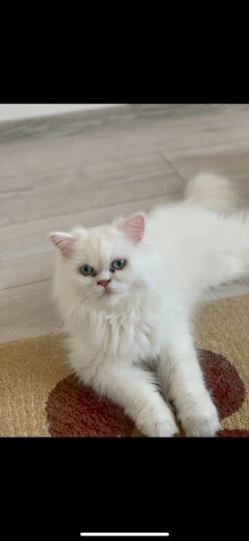 Chinchilla, Kedi  Thor fotoğrafı