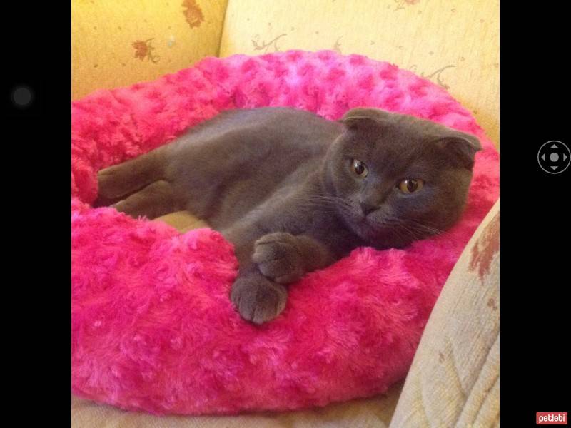 Scottish Fold, Kedi  Peri fotoğrafı