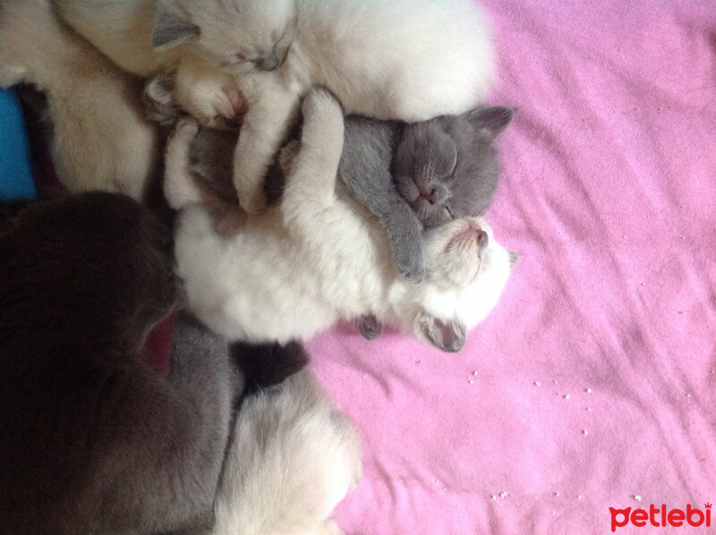 Scottish Fold, Kedi  Peri fotoğrafı