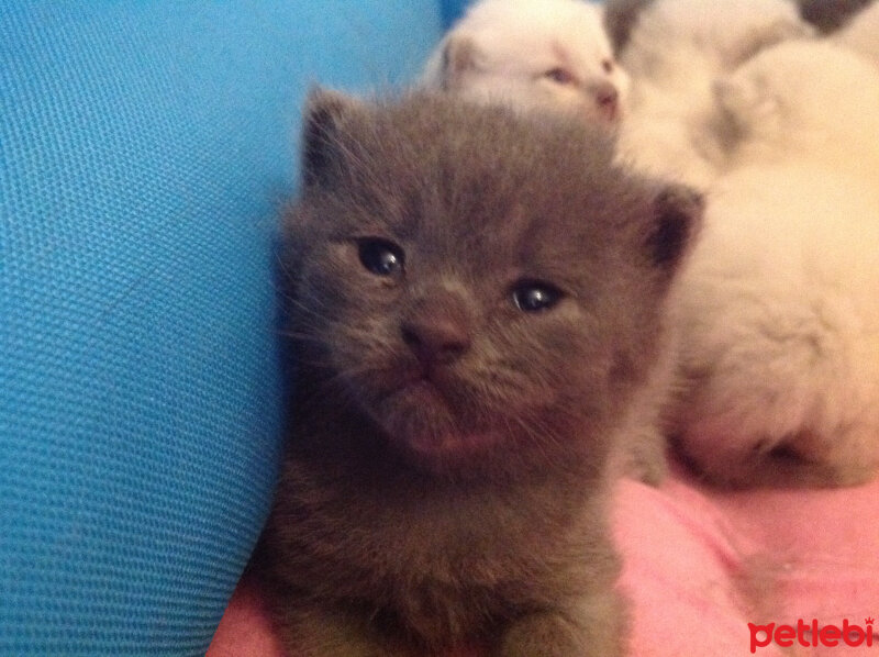 Scottish Fold, Kedi  Peri fotoğrafı