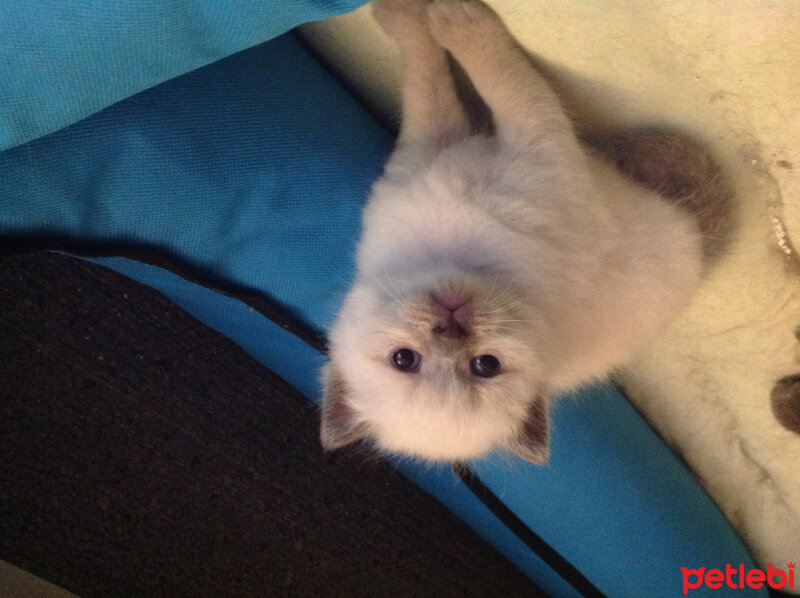 Scottish Fold, Kedi  Peri fotoğrafı