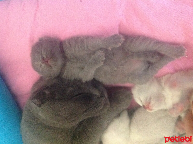 Scottish Fold, Kedi  Peri fotoğrafı