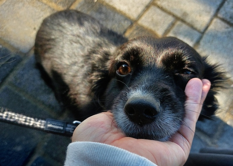 Dachshund (Sosis), Köpek  luna fotoğrafı