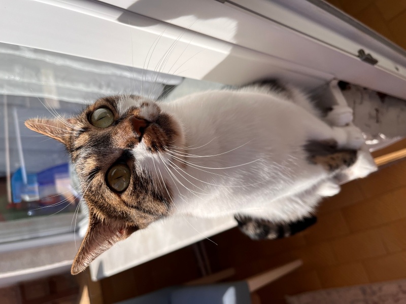 Tekir Kedi, Kedi  Cimcime fotoğrafı