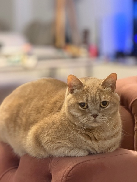 British Shorthair, Kedi  Mestan fotoğrafı