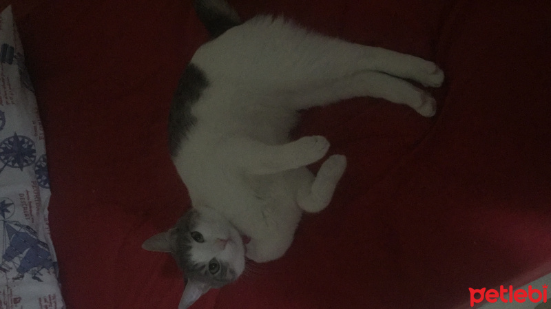 Tekir Kedi, Kedi  Duman fotoğrafı