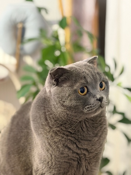 Scottish Fold, Kedi  Herkül fotoğrafı