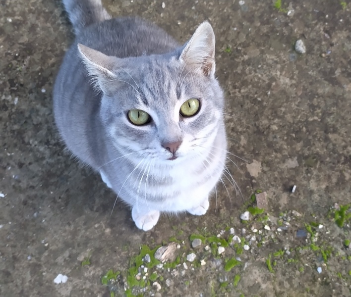 Tekir Kedi, Kedi  turşu fotoğrafı