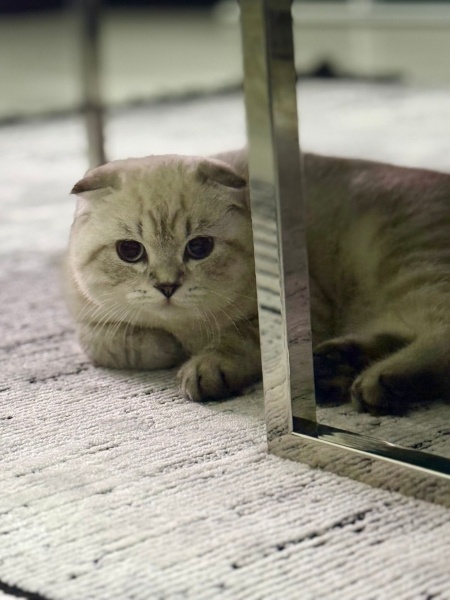 Scottish Fold, Kedi  osimen fotoğrafı