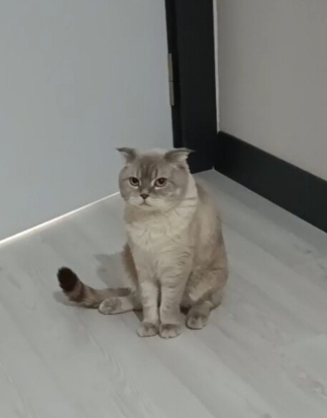Scottish Fold, Kedi  Pafi fotoğrafı