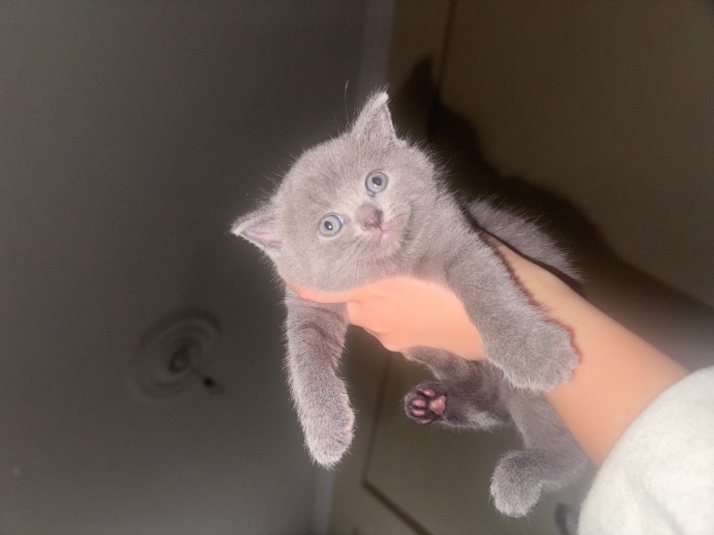 British Shorthair, Kedi  British bebek fotoğrafı