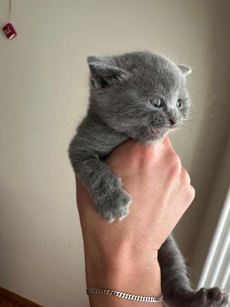 British Shorthair, Kedi  British bebek fotoğrafı