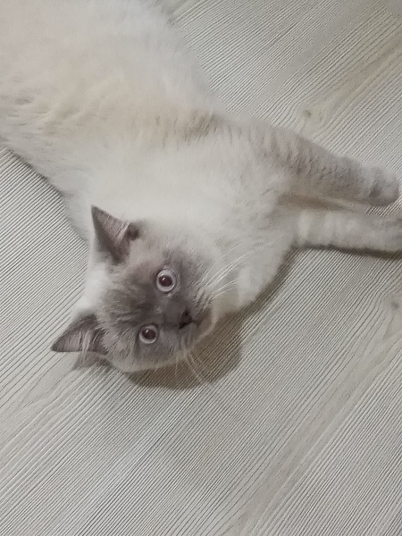 British Shorthair, Kedi  Pofi fotoğrafı