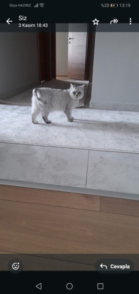 British Longhair, Kedi  Şimal fotoğrafı