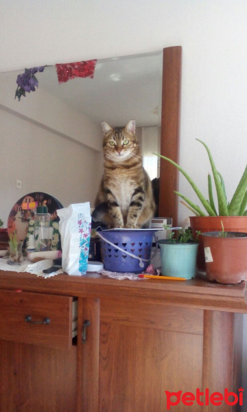 Tekir Kedi, Kedi  Suzi fotoğrafı