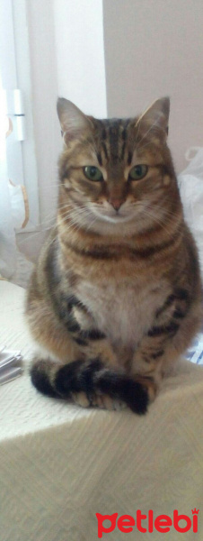Tekir Kedi, Kedi  Suzi fotoğrafı