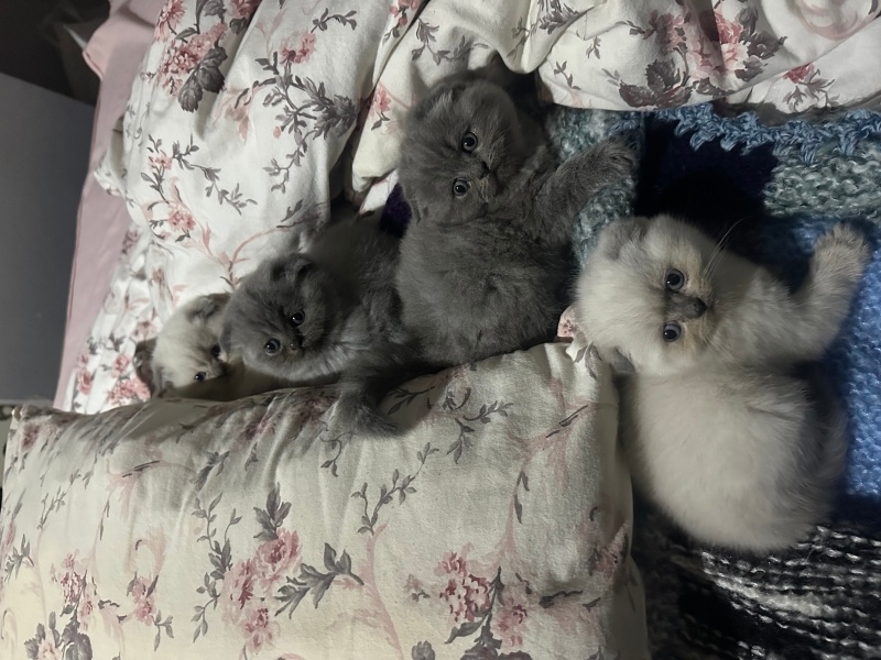 British Shorthair, Kedi  Adı yok fotoğrafı