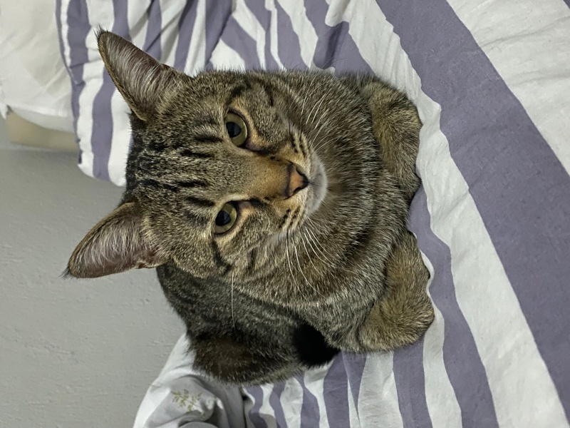 Tekir Kedi, Kedi  behlül fotoğrafı