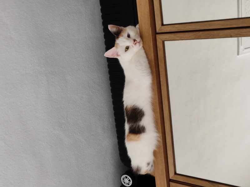 Tekir Kedi, Kedi  Pamuk fotoğrafı