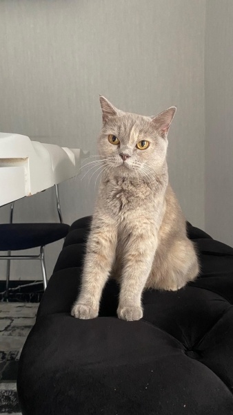 British Shorthair, Kedi  Lila fotoğrafı