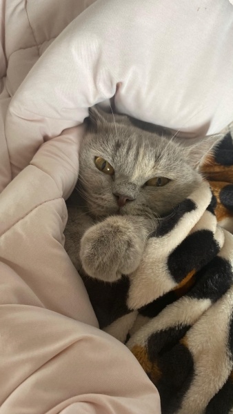 British Shorthair, Kedi  Lila fotoğrafı