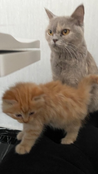 British Shorthair, Kedi  Lila fotoğrafı