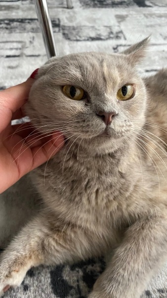 British Shorthair, Kedi  Lila fotoğrafı