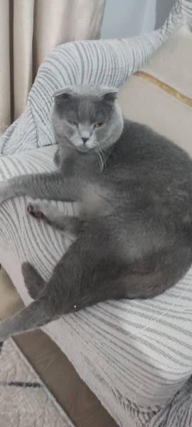 American Shorthair, Kedi  Tarçın fotoğrafı