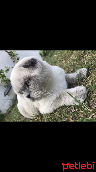 Scottish Fold, Kedi  Köpük fotoğrafı
