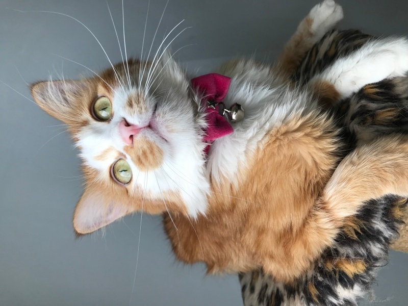 Norwegian Forest, Kedi  Deniz fotoğrafı