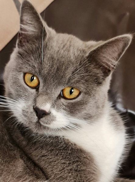 British Longhair, Kedi  İsimsiz fotoğrafı