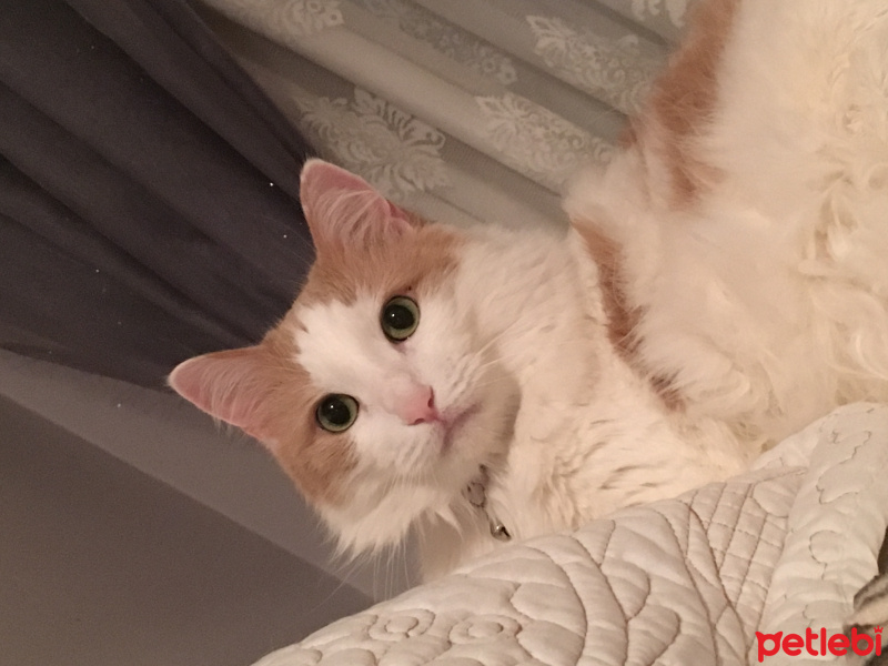 Ankara Kedisi, Kedi  Minnoş fotoğrafı